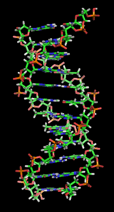 DNA Image by http://en.wikipedia.org/wiki/User:Zephyris
